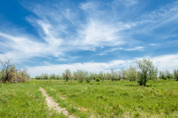 bozkır, çayır, veld, veldt. Güneydoğu Avrupa ve Sibirya düz unforested otlak geniş bir alanda.