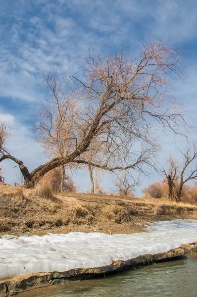 nehir son buz. Son buz parçası. son buz Ili Nehri üzerinde iğne. Orta Asya, Kazakistan bozkırlarında