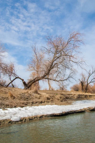 nehir son buz. Son buz parçası. son buz Ili Nehri üzerinde iğne. Orta Asya, Kazakistan bozkırlarında