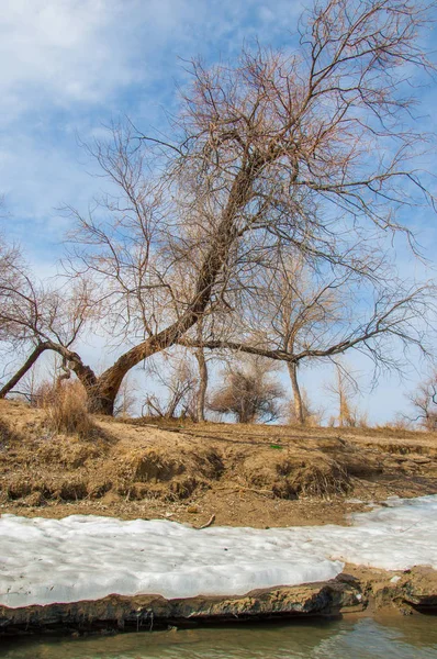nehir son buz. Son buz parçası. son buz Ili Nehri üzerinde iğne. Orta Asya, Kazakistan bozkırlarında