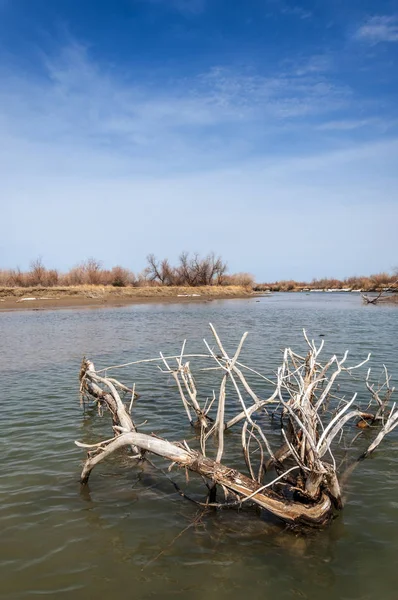 nehir son buz. Son buz parçası. son buz Ili Nehri üzerinde iğne. Orta Asya, Kazakistan bozkırlarında