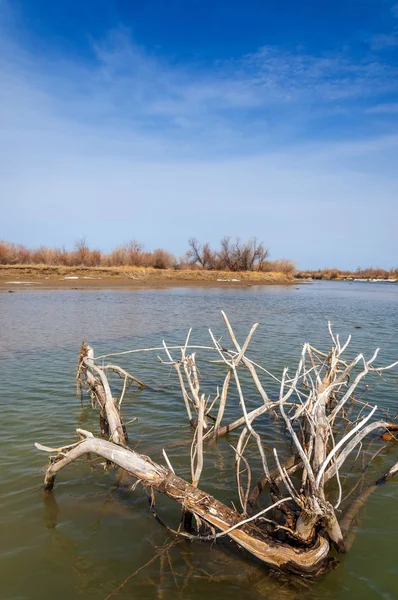 nehir son buz. Son buz parçası. son buz Ili Nehri üzerinde iğne. Orta Asya, Kazakistan bozkırlarında