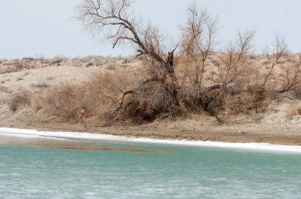 nehir son buz. Son buz parçası. son buz Ili Nehri üzerinde iğne. Orta Asya, Kazakistan bozkırlarında