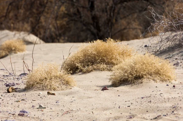 kum bahar bozkır. ağaçlar ve kum mavi gökyüzü arka plan üzerinde. Kazakistan bozkırlarında