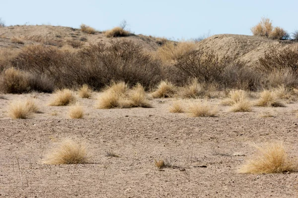 kum bahar bozkır. ağaçlar ve kum mavi gökyüzü arka plan üzerinde. Kazakistan bozkırlarında