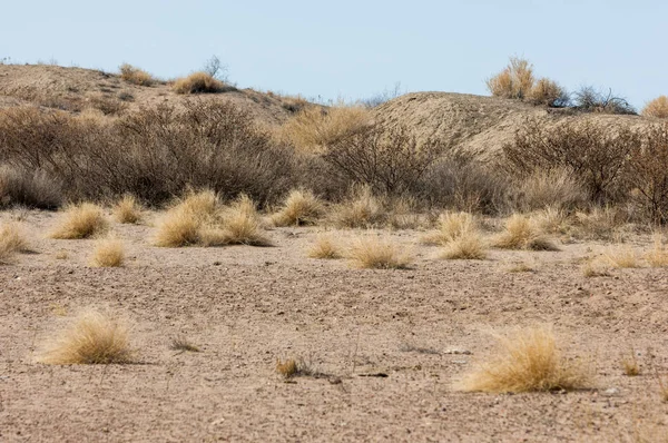 kum bahar bozkır. ağaçlar ve kum mavi gökyüzü arka plan üzerinde. Kazakistan bozkırlarında