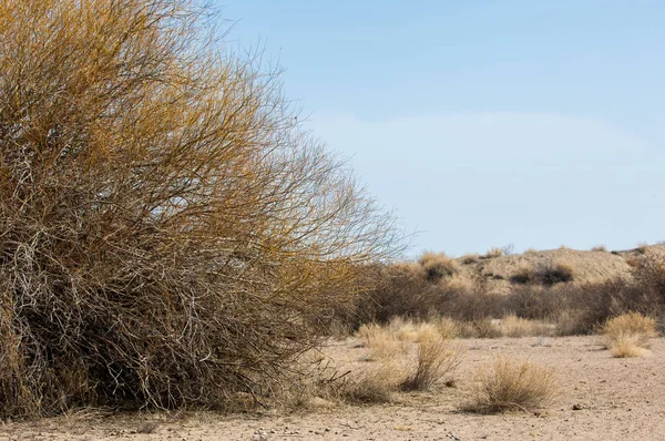 kum bahar bozkır. ağaçlar ve kum mavi gökyüzü arka plan üzerinde. Kazakistan bozkırlarında