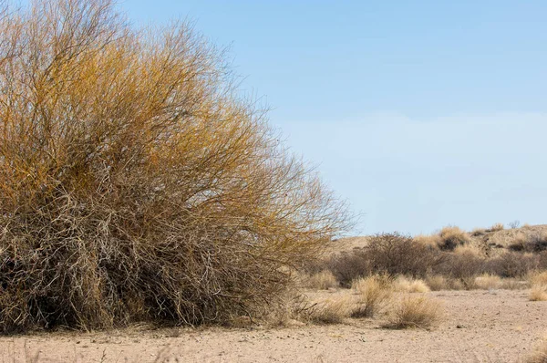 kum bahar bozkır. ağaçlar ve kum mavi gökyüzü arka plan üzerinde. Kazakistan bozkırlarında