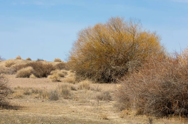 kum bahar bozkır. ağaçlar ve kum mavi gökyüzü arka plan üzerinde. Kazakistan bozkırlarında