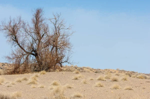 kum bahar bozkır. ağaçlar ve kum mavi gökyüzü arka plan üzerinde. Kazakistan bozkırlarında