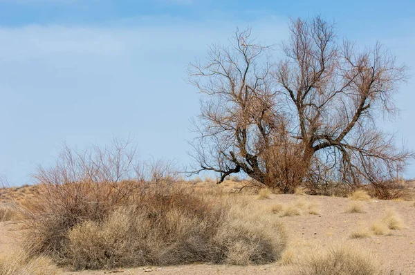kum bahar bozkır. ağaçlar ve kum mavi gökyüzü arka plan üzerinde. Kazakistan bozkırlarında