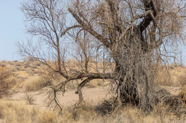 kum bahar bozkır. ağaçlar ve kum mavi gökyüzü arka plan üzerinde. Kazakistan bozkırlarında