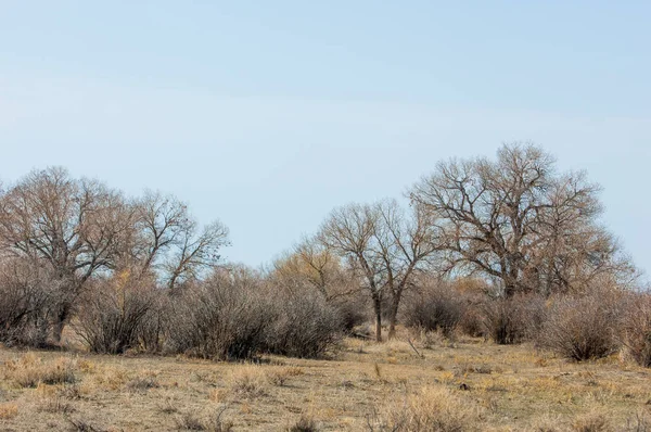 Steppe Printemps Sable Arbres Sable Sur Fond Ciel Bleu Steppes — Photo