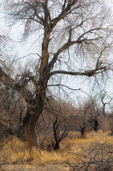 kum bahar bozkır. ağaçlar ve kum mavi gökyüzü arka plan üzerinde. Kazakistan bozkırlarında