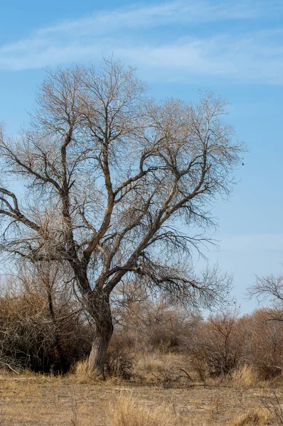 Estepe Primavera Areia Árvores Areia Fundo Céu Azul Estepes Cazaquistão — Fotografia de Stock