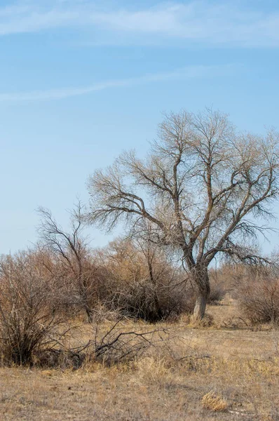 Zand Voorjaar Steppe Bomen Zand Blauwe Hemelachtergrond Steppe Van Kazachstan — Stockfoto