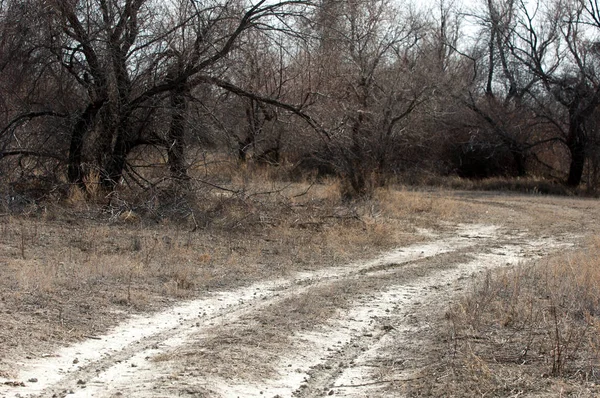 kum bahar bozkır. ağaçlar ve kum mavi gökyüzü arka plan üzerinde. Kazakistan bozkırlarında