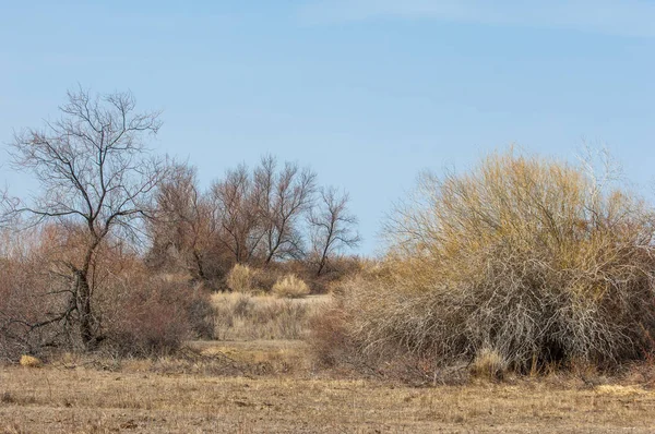 kum bahar bozkır. ağaçlar ve kum mavi gökyüzü arka plan üzerinde. Kazakistan bozkırlarında