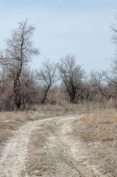 kum bahar bozkır. ağaçlar ve kum mavi gökyüzü arka plan üzerinde. Kazakistan bozkırlarında