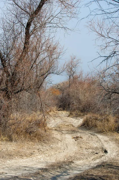 kum bahar bozkır. ağaçlar ve kum mavi gökyüzü arka plan üzerinde. Kazakistan bozkırlarında