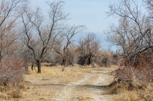 kum bahar bozkır. ağaçlar ve kum mavi gökyüzü arka plan üzerinde. Kazakistan bozkırlarında