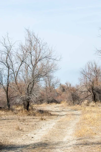kum bahar bozkır. ağaçlar ve kum mavi gökyüzü arka plan üzerinde. Kazakistan bozkırlarında