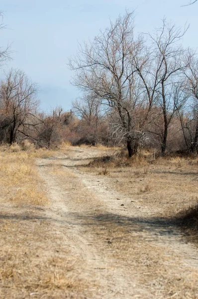 kum bahar bozkır. ağaçlar ve kum mavi gökyüzü arka plan üzerinde. Kazakistan bozkırlarında