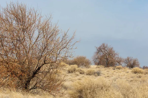 kum bahar bozkır. ağaçlar ve kum mavi gökyüzü arka plan üzerinde. Kazakistan bozkırlarında