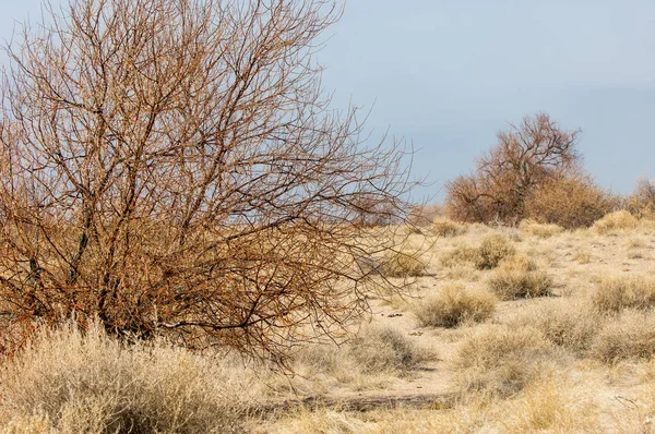 kum bahar bozkır. ağaçlar ve kum mavi gökyüzü arka plan üzerinde. Kazakistan bozkırlarında
