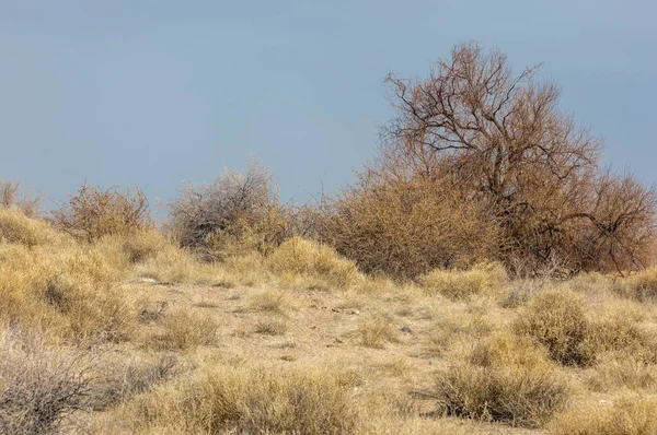 kum bahar bozkır. ağaçlar ve kum mavi gökyüzü arka plan üzerinde. Kazakistan bozkırlarında