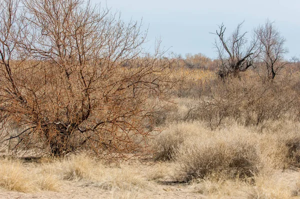 kum bahar bozkır. ağaçlar ve kum mavi gökyüzü arka plan üzerinde. Kazakistan bozkırlarında