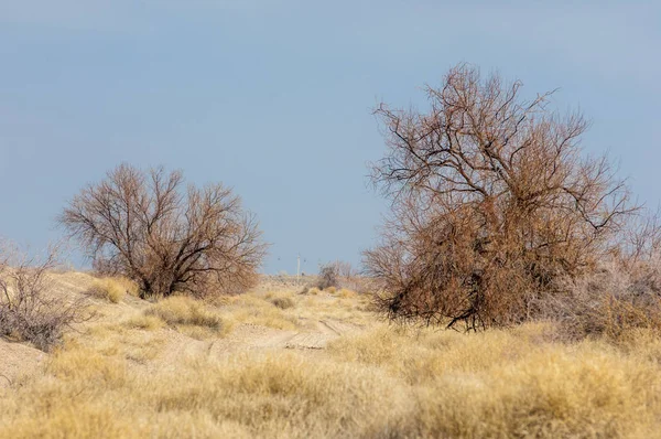 kum bahar bozkır. ağaçlar ve kum mavi gökyüzü arka plan üzerinde. Kazakistan bozkırlarında