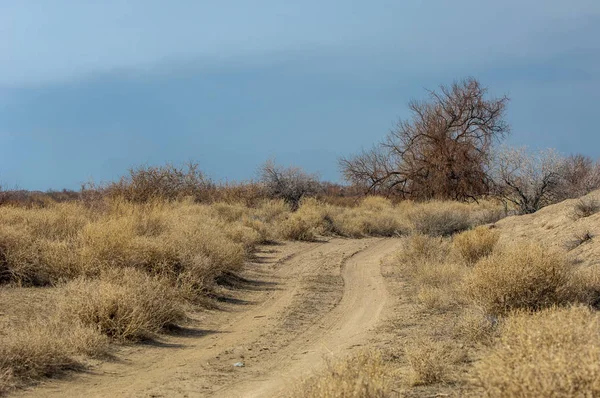 kum bahar bozkır. ağaçlar ve kum mavi gökyüzü arka plan üzerinde. Kazakistan bozkırlarında