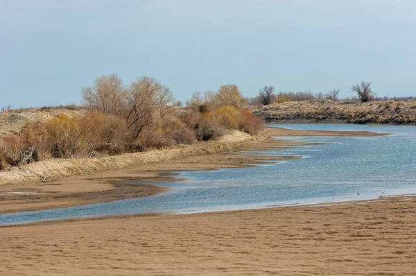 kum bahar bozkır. ağaçlar ve kum mavi gökyüzü arka plan üzerinde. Kazakistan bozkırlarında
