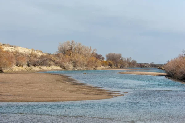 kum bahar bozkır. ağaçlar ve kum mavi gökyüzü arka plan üzerinde. Kazakistan bozkırlarında