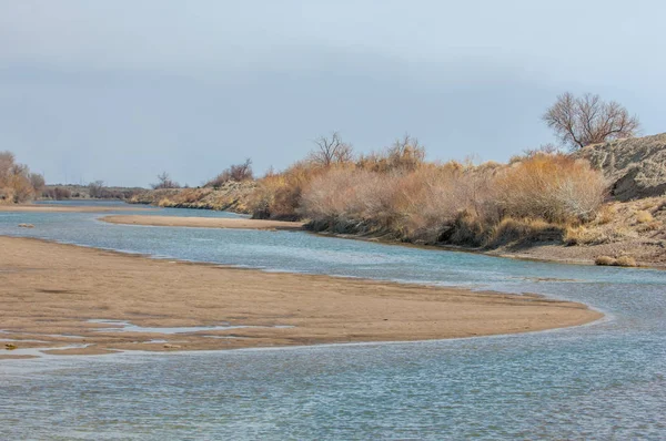 kum bahar bozkır. ağaçlar ve kum mavi gökyüzü arka plan üzerinde. Kazakistan bozkırlarında