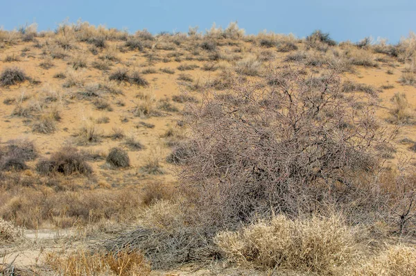 Kum Bahar Bozkır Ağaçlar Kum Mavi Gökyüzü Arka Plan Üzerinde — Stok fotoğraf