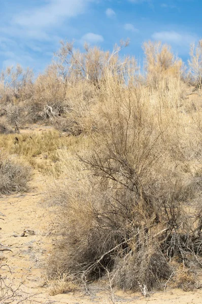 kum bahar bozkır. ağaçlar ve kum mavi gökyüzü arka plan üzerinde. Kazakistan bozkırlarında