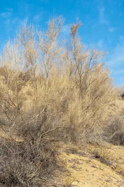 kum bahar bozkır. ağaçlar ve kum mavi gökyüzü arka plan üzerinde. Kazakistan bozkırlarında