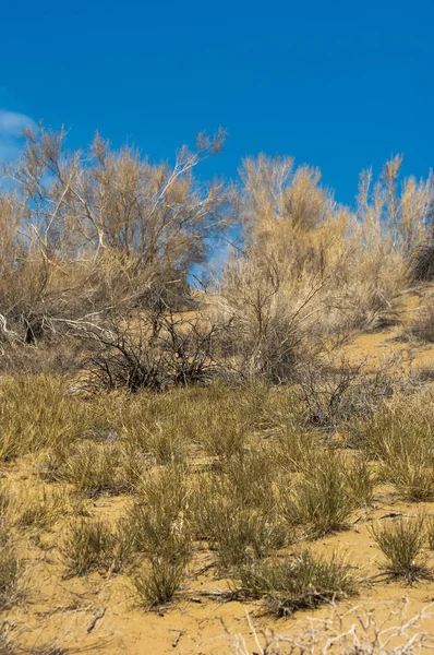 kum bahar bozkır. ağaçlar ve kum mavi gökyüzü arka plan üzerinde. Kazakistan bozkırlarında