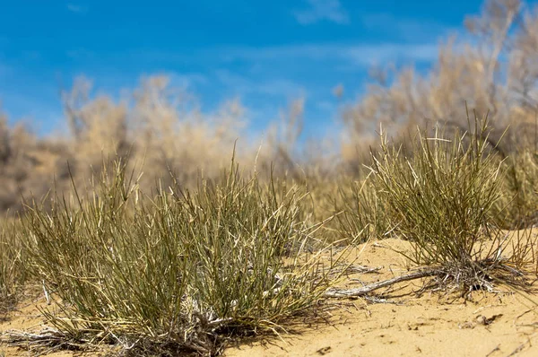 kum bahar bozkır. ağaçlar ve kum mavi gökyüzü arka plan üzerinde. Kazakistan bozkırlarında