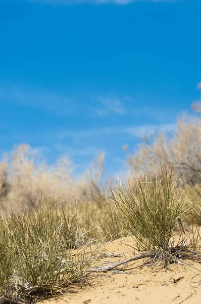 kum bahar bozkır. ağaçlar ve kum mavi gökyüzü arka plan üzerinde. Kazakistan bozkırlarında