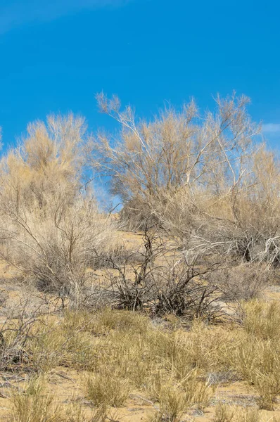 kum bahar bozkır. ağaçlar ve kum mavi gökyüzü arka plan üzerinde. Kazakistan bozkırlarında