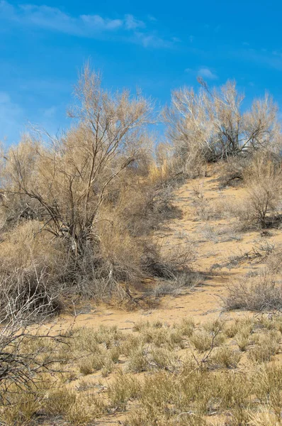 Steppe Printemps Sable Arbres Sable Sur Fond Ciel Bleu Steppes — Photo