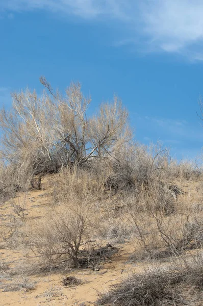 kum bahar bozkır. ağaçlar ve kum mavi gökyüzü arka plan üzerinde. Kazakistan bozkırlarında