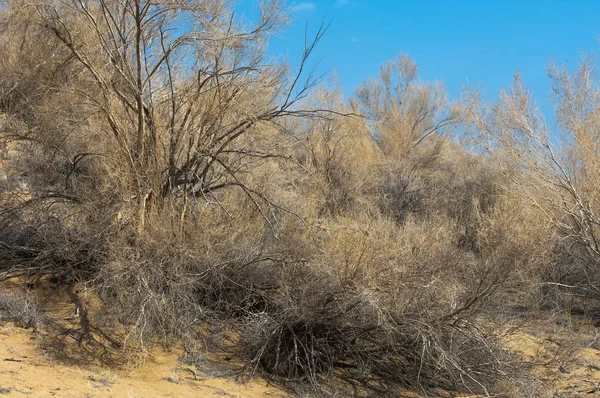 kum bahar bozkır. ağaçlar ve kum mavi gökyüzü arka plan üzerinde. Kazakistan bozkırlarında
