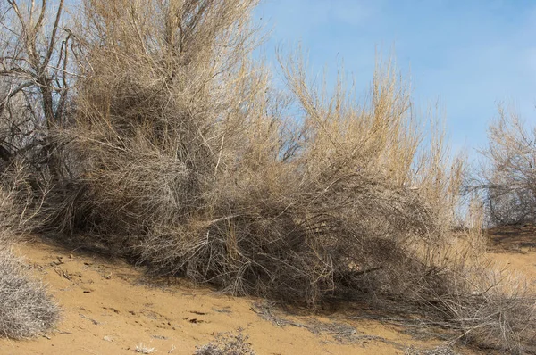 kum bahar bozkır. ağaçlar ve kum mavi gökyüzü arka plan üzerinde. Kazakistan bozkırlarında