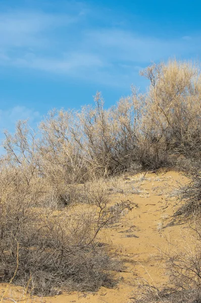 kum bahar bozkır. ağaçlar ve kum mavi gökyüzü arka plan üzerinde. Kazakistan bozkırlarında