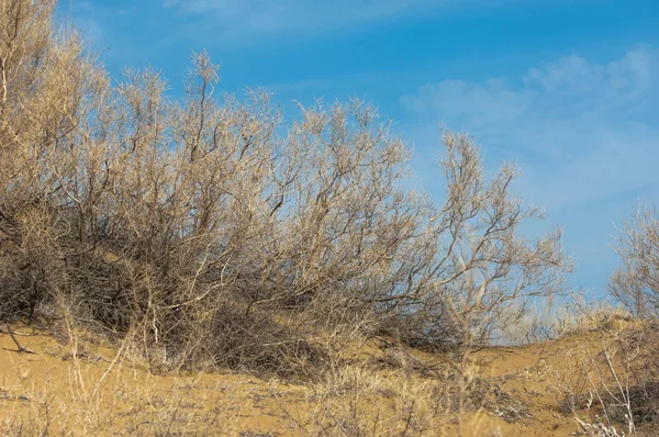 kum bahar bozkır. ağaçlar ve kum mavi gökyüzü arka plan üzerinde. Kazakistan bozkırlarında