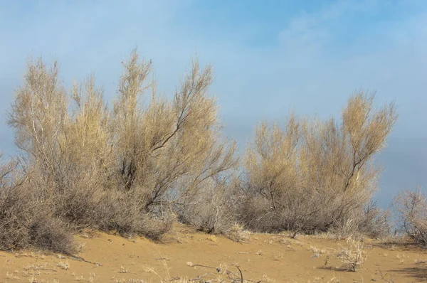 Steppe Printemps Sable Arbres Sable Sur Fond Ciel Bleu Steppes — Photo